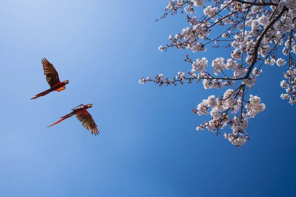 Pappagalli variopinti sopra cielo lucente — Foto Stock