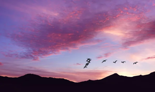 Uccelli all'alba o al tramonto concetto di natura — Foto Stock