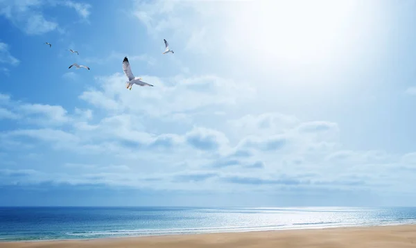 Gaivotas voando no céu sobre o mar — Fotografia de Stock