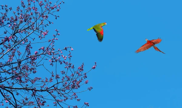 Parlak gökyüzü üzerinde renkli papağan — Stok fotoğraf