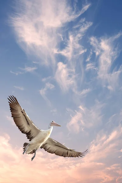 Tropischer Vogel über bewölktem Himmel Hintergrund — Stockfoto