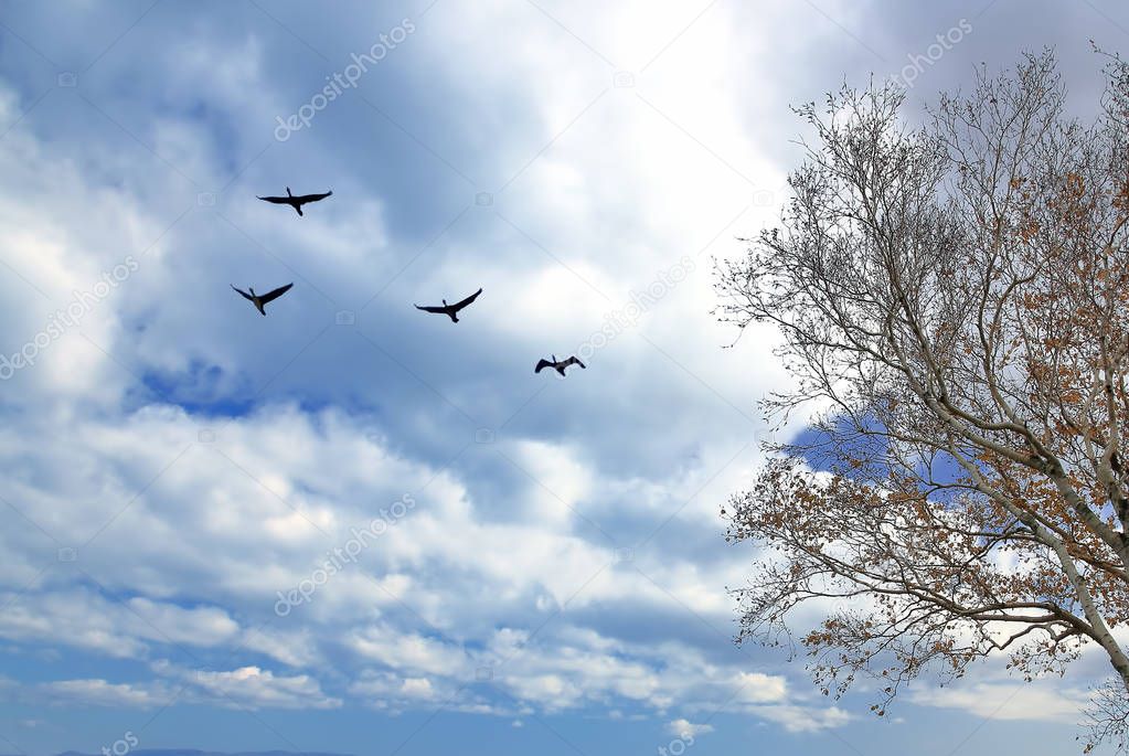 Birds in flight against bright autumn background 