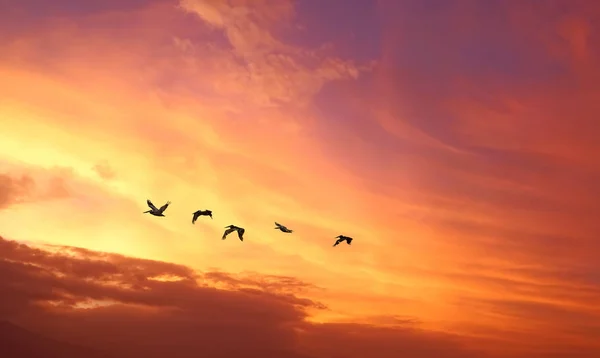 Tropische Vögel über bewölkten Sonnenuntergang Hintergrund — Stockfoto