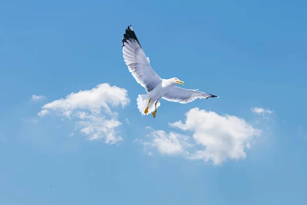 Seagull over blue sky background — Stock Photo, Image