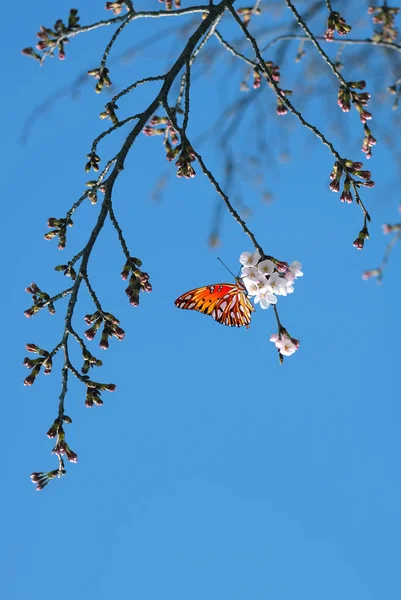 Farfalla sui rami fioriti primaverili — Foto Stock