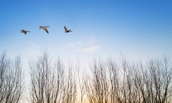 Ptáci v letu proti světlé podzimní pozadí — Stock fotografie