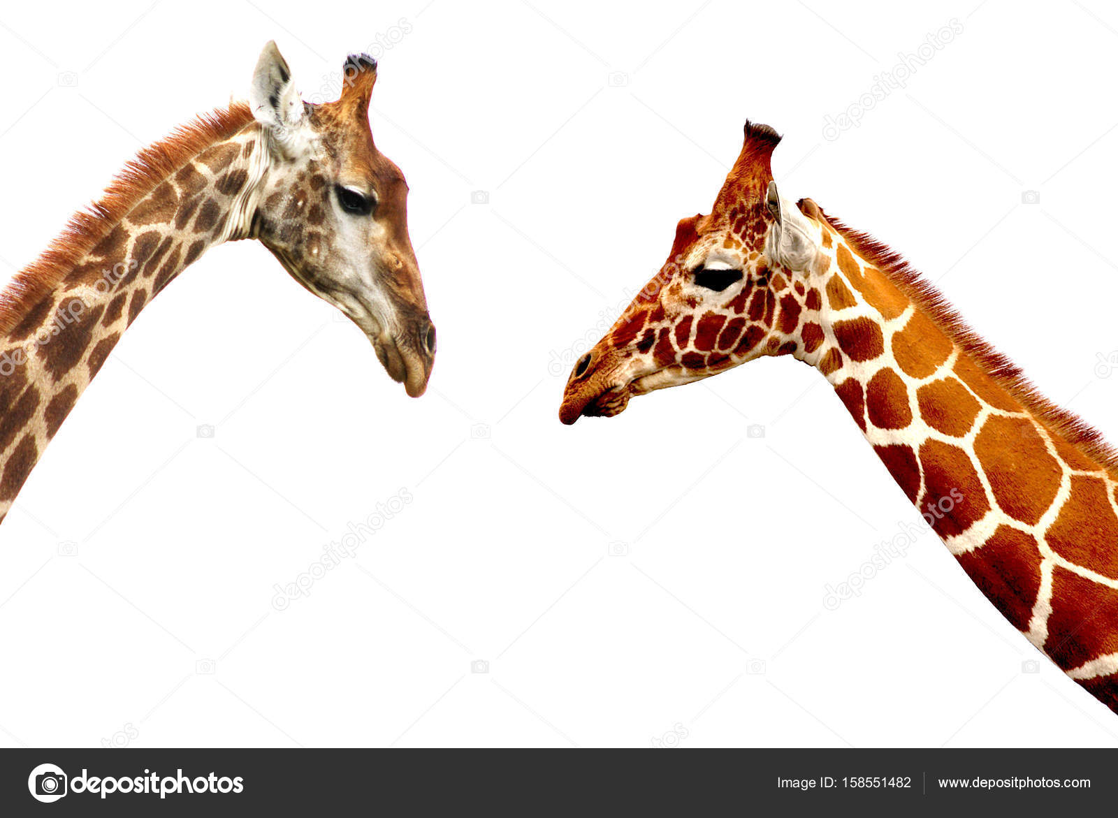 Tallest living terrestrial animals Stock Photos, Royalty Free Tallest  living terrestrial animals Images | Depositphotos