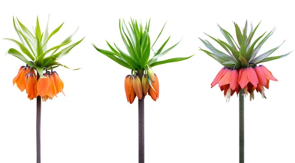 Fritillaria imperialis plantes à fleurs — Photo