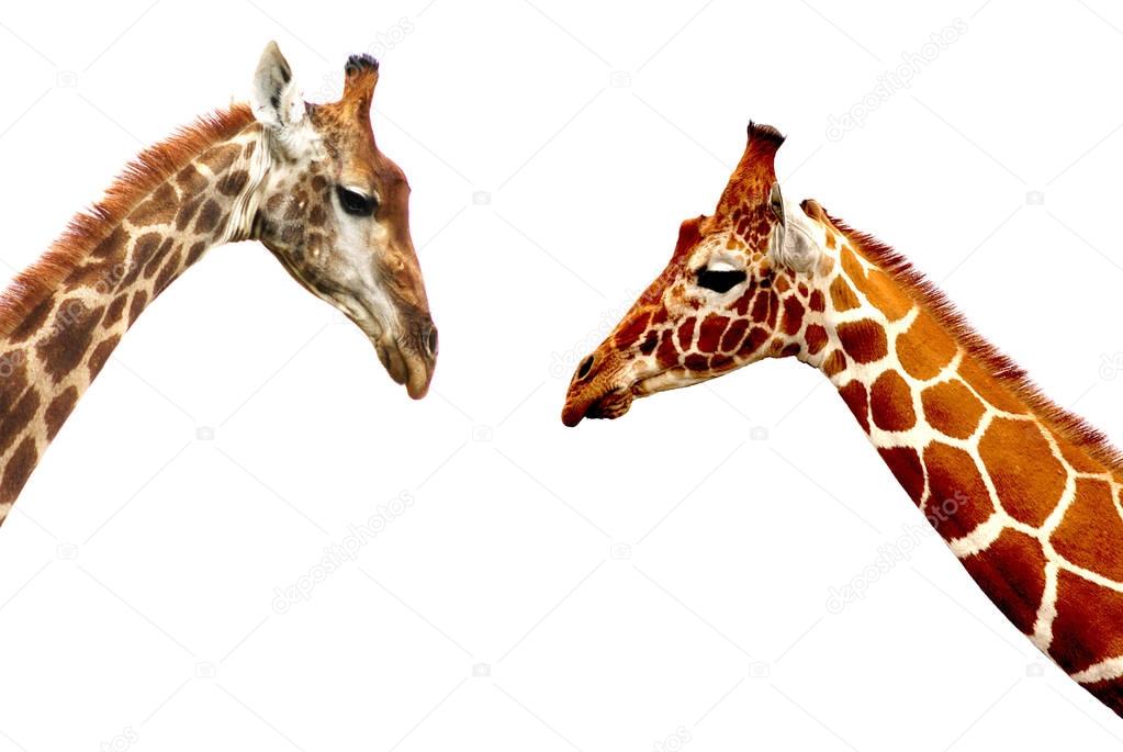 Giraffe heads isolated on white background