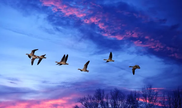 Aves volando contra el atardecer en el fondo — Foto de Stock