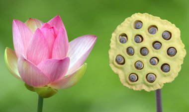 Yeşil arka plan üzerinde pembe nilüfer ve Lotus tohumları