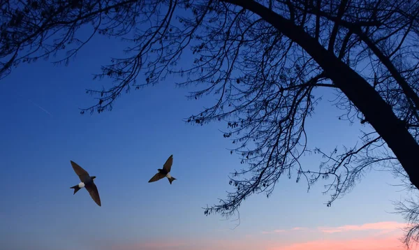 Common house martin birds in fly — Stock Photo, Image