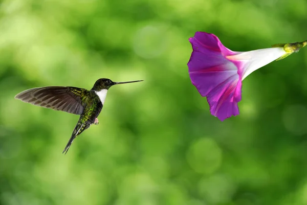 Pequeno beija-flor pairar no ar — Fotografia de Stock