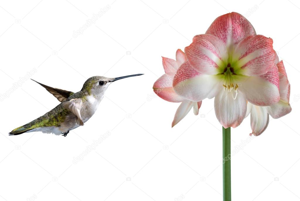 Hummingbird on White Background