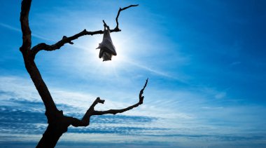 Bat hanging on tree branch over blue sky clipart