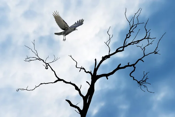 Хеллоуїн фон з літаючим ворон — стокове фото