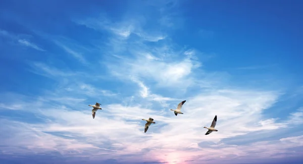 Birds over cloudy sky background — Stock Photo, Image