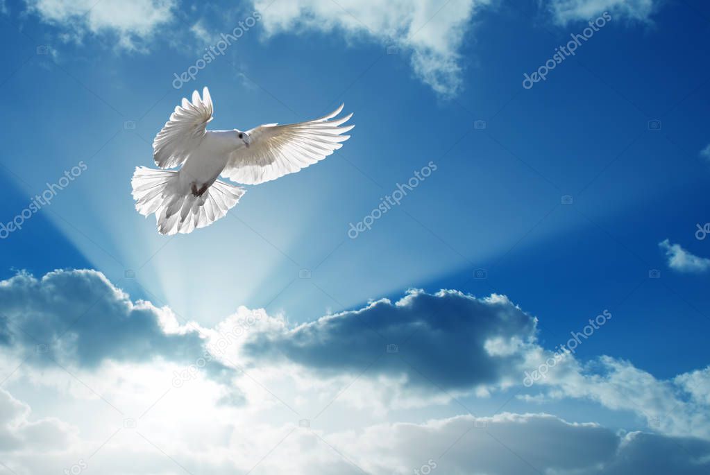 Holy Spirit dove flies in blue sky — Stock Photo © bolina #160470530