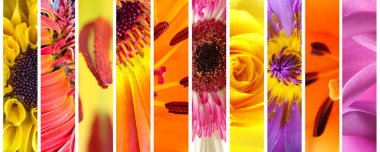 Vivid flowers collection set clipart