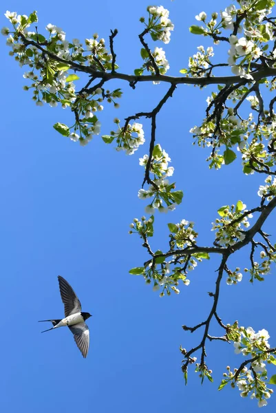Primavera fiore sfondo immagine verticale — Foto Stock