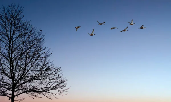 Fåglar vid solnedgången eller solnedgång med kopia utrymme — Stockfoto