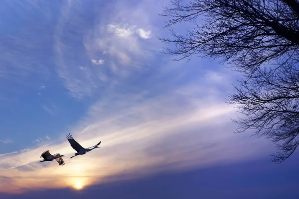 Aves voando ao nascer do sol ou ao nascer do sol paisagem rural — Fotografia de Stock