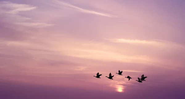 Ptáci na východu nebo západu slunce pojetí přírody — Stock fotografie