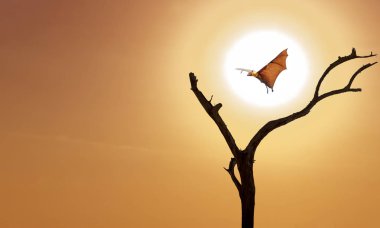 Turuncu gökyüzü uçan tilki ile çıplak ağaca