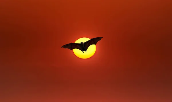 Flying Fox or fruit bat over red sky