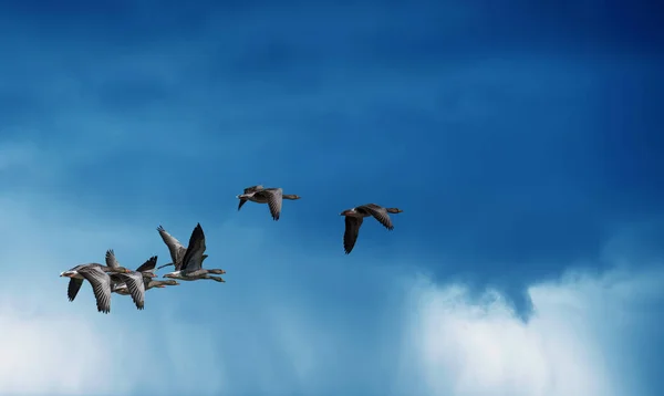 Aves voando contra o céu chuvoso no fundo — Fotografia de Stock