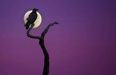 Kuru ağaç üzerinde kara karga
