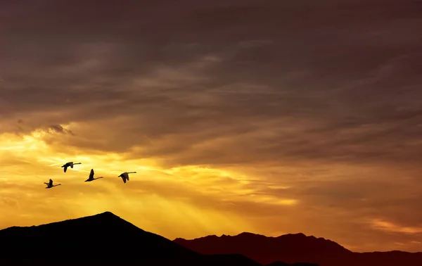 Autumn or spring migration of birds — Stock Photo, Image