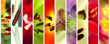 Makro stamens çiçek açan çiçek kümesi