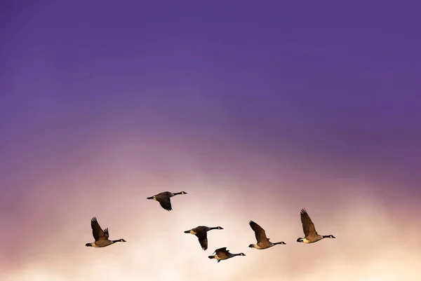 Birds flying against evening sunset in the background