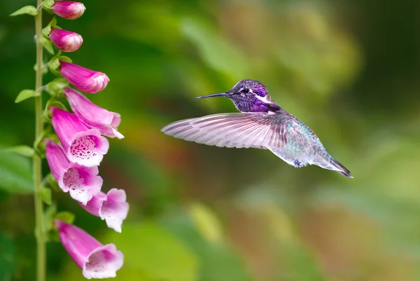 Hummingbird feeding from purple foxglove flowers — Stock Photo, Image