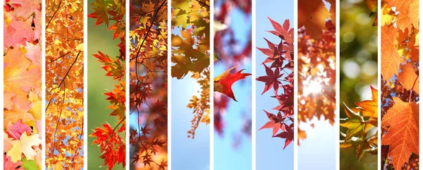 色とりどりの紅葉がセット — ストック写真