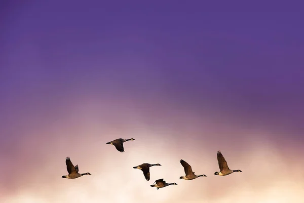 Птахи летять на вечірній захід сонця на задньому плані Стокова Картинка
