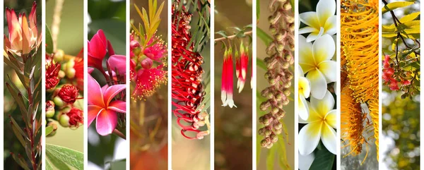 Australian plants  panoramic view — Stock Photo, Image