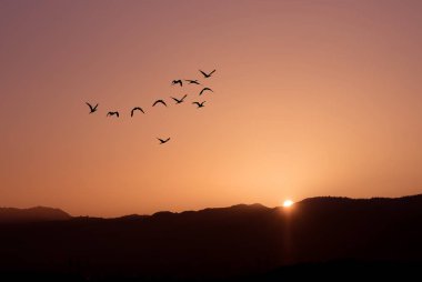 Kuşlar gündoğumu sonbahar ya da İlkbahar kavramı