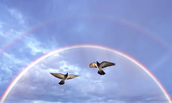 Beautiful Doves simbol al credinței — Fotografie, imagine de stoc