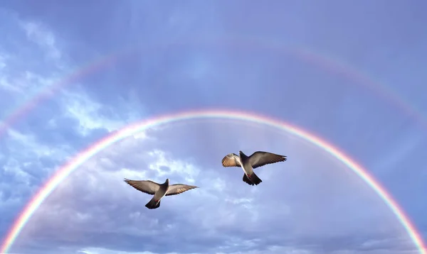 믿음의 아름 다운 비둘기 상징 스톡 사진