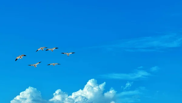 Aves sobre fondo azul del cielo — Foto de Stock