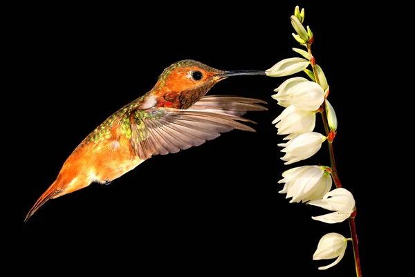 Beija-flor no fundo preto — Fotografia de Stock