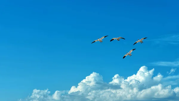 Uccelli volanti liberi su sfondo cielo blu — Foto Stock