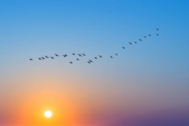 Birds at sunrise or sunset nature concept clipart