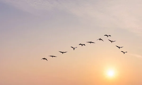 Troupeau d'oiseaux au lever ou au coucher du soleil concept de nature — Photo