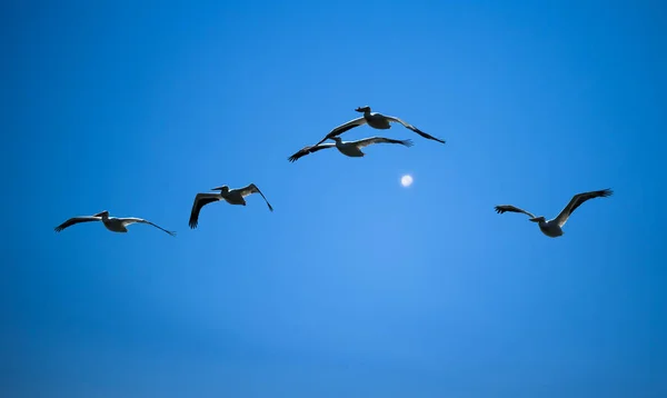 Pelikáni na jasné obloze na pozadí — Stock fotografie