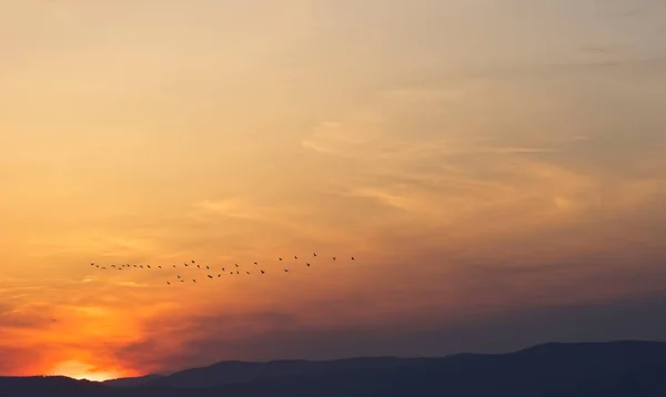 Vogelzug im Herbst oder Frühling — Stockfoto