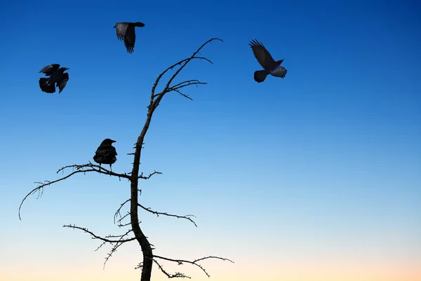 Fundal de Halloween cu corbi zburători — Fotografie, imagine de stoc