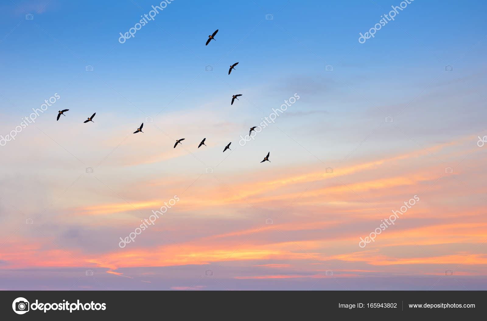 Birds in flight against beautiful sky background Stock Photo by ©bolina  165943802